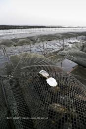 Image du Maroc Professionnelle de  À partir de 2004, la baie de Dakhla qui dispose de l’écosystème le plus adapté à l’élevage d’huîtres a connu l'installation de plusieurs projets ostréicoles productifs. Les premières fermes ostréicoles se sont installées en 2002 dans la région, devenue ces dernières années la plus productrice du pays avec 280 tonnes d’huîtres par an et un millier de personnes employées.  Mardi 21 Novembre 2006. (Photo / Abdeljalil Bounhar)


